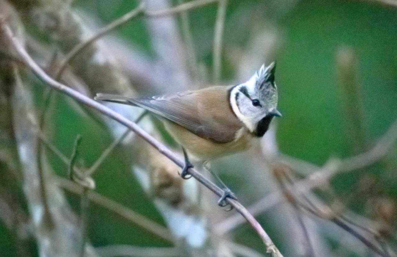 Aux Arbres Chanteurs Ploulech Ngoại thất bức ảnh