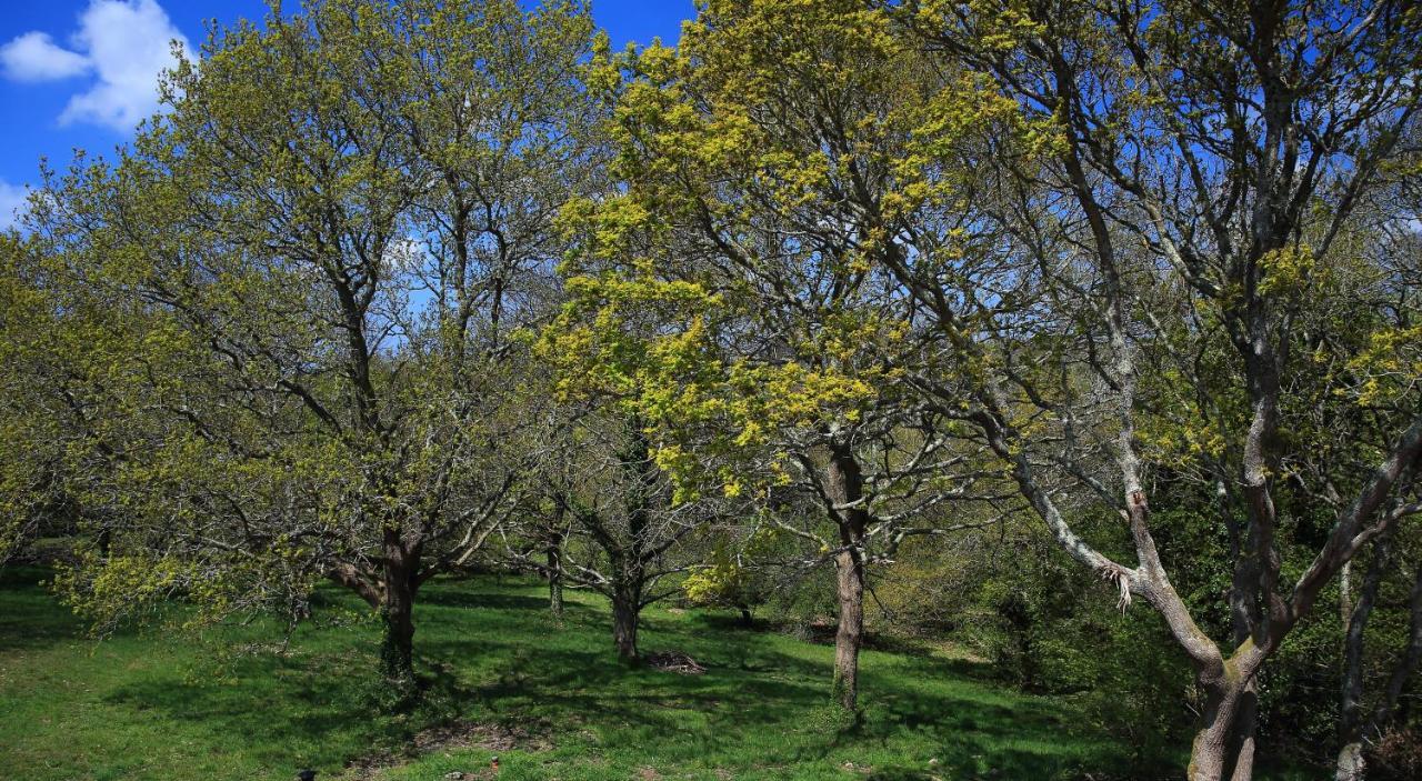 Aux Arbres Chanteurs Ploulech Ngoại thất bức ảnh